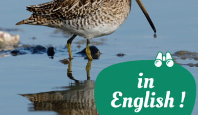 English : Guided morning tours of the Teich Bird Reserve